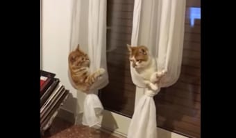 スゴくかわいい!カーテンをハンモックにしてまったりするニャンコたち
