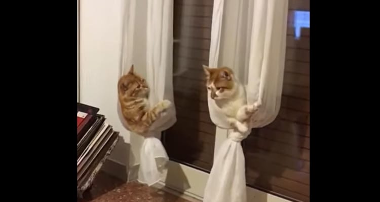 スゴくかわいい！カーテンをハンモックにしてまったりするニャンコたち