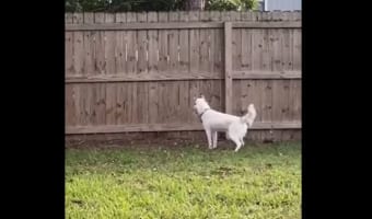 【何を言ってるのかわからないと思うけれど・・・】ハスキー犬を飼っていると思っていたんだけど、家で飼っていたのは実はシカだったみたいなんだ