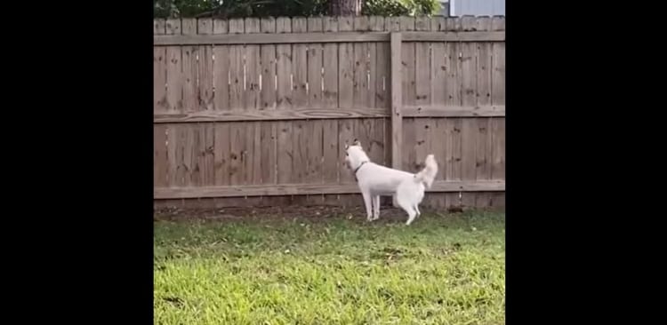 【何を言ってるのかわからないと思うけれど・・・】ハスキー犬を飼っていると思っていたんだけど、家で飼っていたのは実はシカだったみたいなんだ
