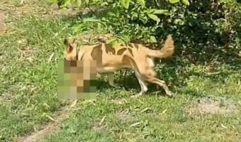 おもちゃを咥えて歩いてくるワンコ・・・ところでそれって違和感ないの？