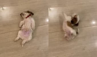 いくら名前を呼んだり体を揺さぶっても起きないワンコ、しかし『ある音』を聞いて飛び起きた！その『ある音』とは？！