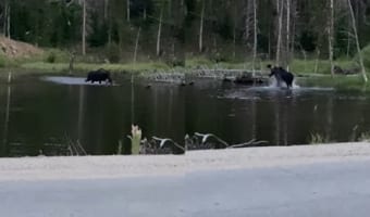 体が大きいだけあって豪快!ヘラジカの水遊びは大迫力!