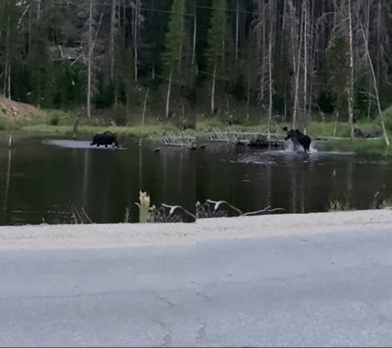 体が大きいだけあって豪快！ヘラジカの水遊びは大迫力！