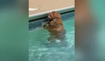 プールの排水溝に大切なものが吸い込まれちゃったみたい！必死に取ろうとするのですが