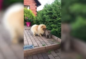 ワンコとピューマは大親友！ピューマはどんどん大きくなるも、ずっと仲良し