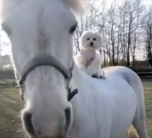 長年育んだ異種の友情で息がぴったり！騎手のように馬の背に乗るワンコがかわいい！