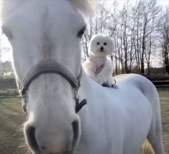 長年育んだ異種の友情で息がぴったり！騎手のように馬の背に乗るワンコがかわいい！
