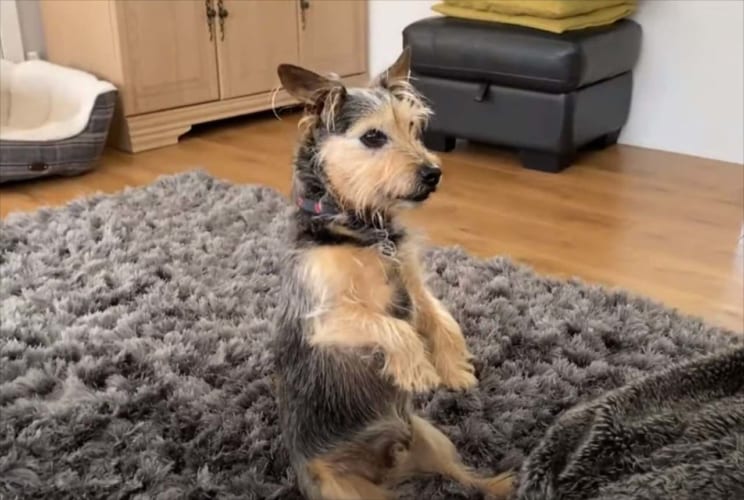 その体勢が見やすいの？？ テレビを夢中で見るワンコの体勢がかわいすぎる！