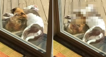 まるでカップルみたい！ワンコの腕枕で寝たいニャンコの姿が尊い