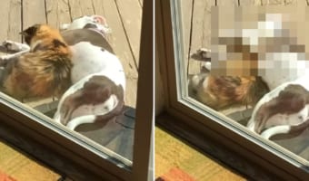 まるでカップルみたい!ワンコの腕枕で寝たいニャンコの姿が尊い