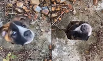 大変!ワンコの頭が排水溝の穴にハマっちゃった!!なんとかワンコを救出しようと悪戦苦闘!!