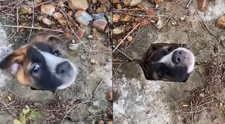 大変！ワンコの頭が排水溝の穴にハマっちゃった！！なんとかワンコを救出しようと悪戦苦闘！！