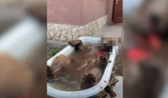 実にエレガント！バラ風呂でリラックスする巨大な動物とは！？