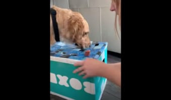 モグラたたきの要領で出てくるウインナーがなかなか食べられず・・・ワンコが思い切った行動に!!