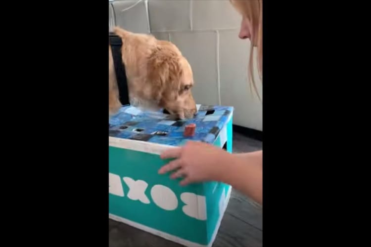 モグラたたきの要領で出てくるウインナーがなかなか食べられず・・・ワンコが思い切った行動に！！