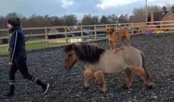 馬とワンコ、種を超えた動物の友情にほっこり。仲良しすぎて馬がワンコのお座りまで真似ようとしちゃいます!!