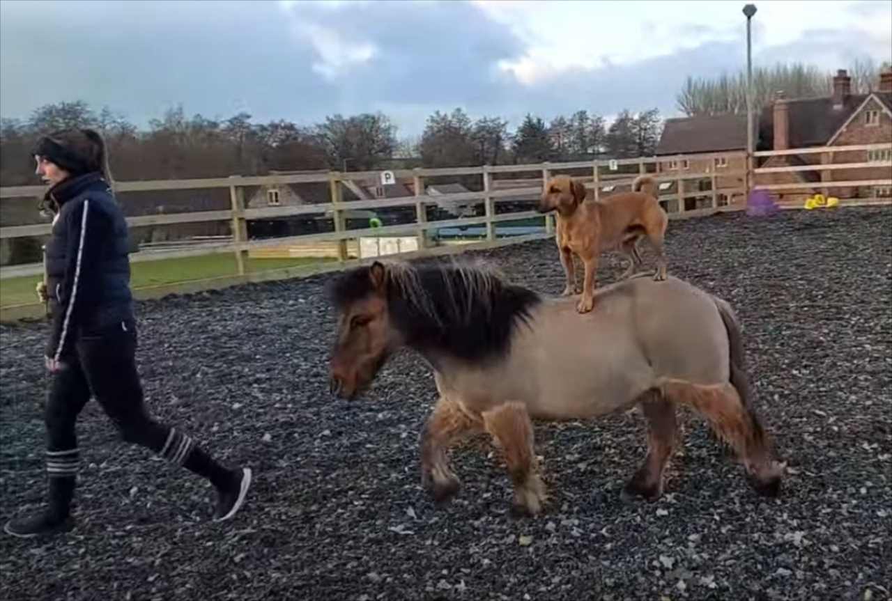 馬とワンコ、種を超えた動物の友情にほっこり。仲良しすぎて馬がワンコのお座りまで真似ようとしちゃいます！！