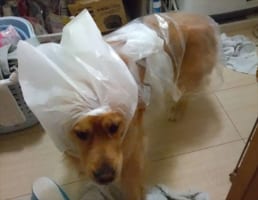 「嘘やろそれで散歩行ったんか。」大雨でカッパが乾いてなかったらしく・・・愛犬がスゴい格好に！！