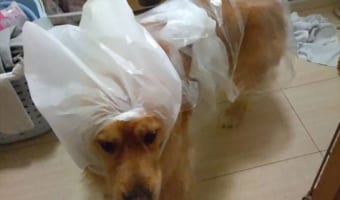 「嘘やろそれで散歩行ったんか。」大雨でカッパが乾いてなかったらしく・・・愛犬がスゴい格好に!!