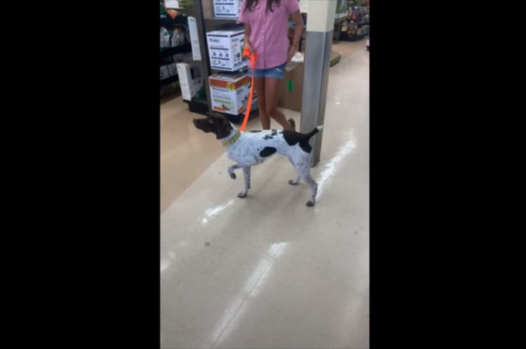 一体どうした！？何かを見て片足を上げたままフリーズしてしまったワンコ