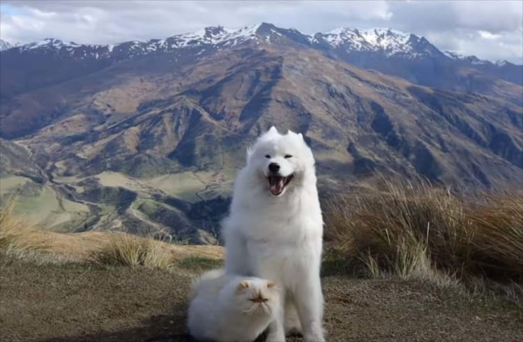 笑顔のワンコと不機嫌そうな顔つきのニャンコ。『白い毛並みの兄弟』の日常にほっこり