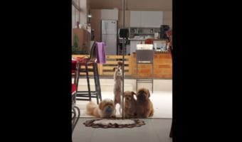 ワンコたちの凄まじい執念!抜群のチームワークでドアをこじ開ける!