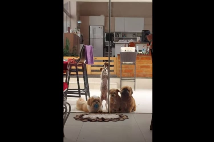 ワンコたちの凄まじい執念！抜群のチームワークでドアをこじ開ける！