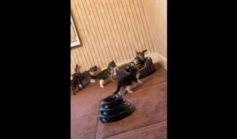 ニャンコたちの圧力がハンパない!目で助けを求めるワンコの命運はいかに