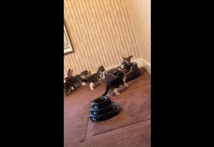 ニャンコたちの圧力がハンパない！目で助けを求めるワンコの命運はいかに