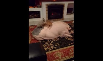 ブタの背中で好き放題遊ぶ子猫たちと、それを全く意に介さないブタさんのほのぼのとした日常の光景に癒される
