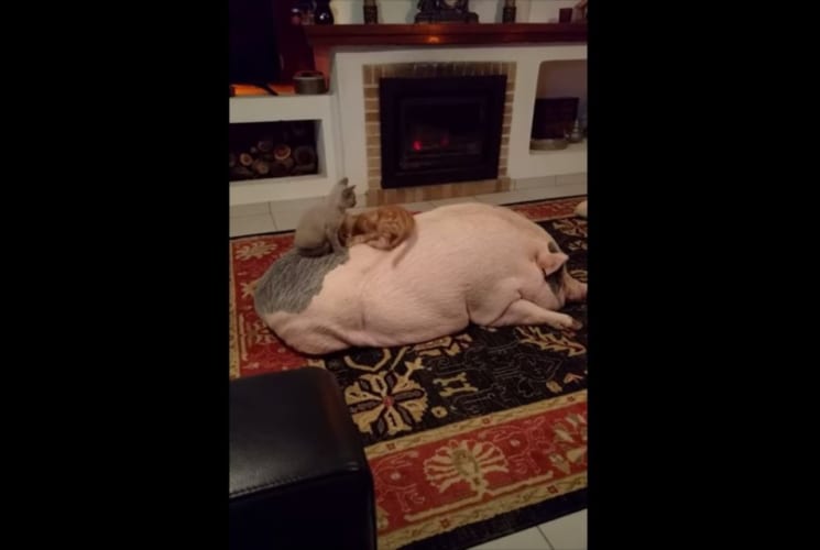 ブタの背中で好き放題遊ぶ子猫たちと、それを全く意に介さないブタさんのほのぼのとした日常の光景に癒される