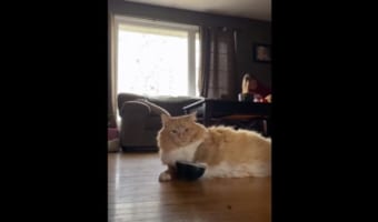 早く気づいてニャ！お腹が空いていることアピールするニャンコ。その伝え方がおもしろい！！