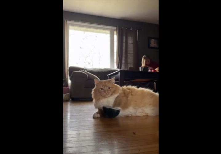 早く気づいてニャ！お腹が空いていることアピールするニャンコ。その伝え方がおもしろい！！