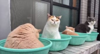 まるで無人販売所の野菜みたい！？ザルでくつろぐニャンコたちの姿がかわいすぎる！！