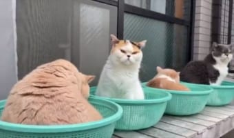 まるで無人販売所の野菜みたい!?ザルでくつろぐニャンコたちの姿がかわいすぎる!!