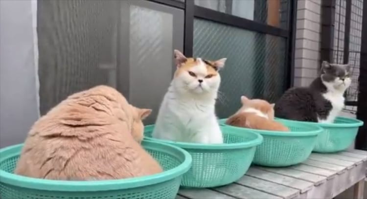 まるで無人販売所の野菜みたい！？ザルでくつろぐニャンコたちの姿がかわいすぎる！！