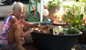 暑くて水風呂に浸かるワンコの姿が実に気持ちよさそう！ 飼い主との親密さがうかがえる雰囲気にほっこり