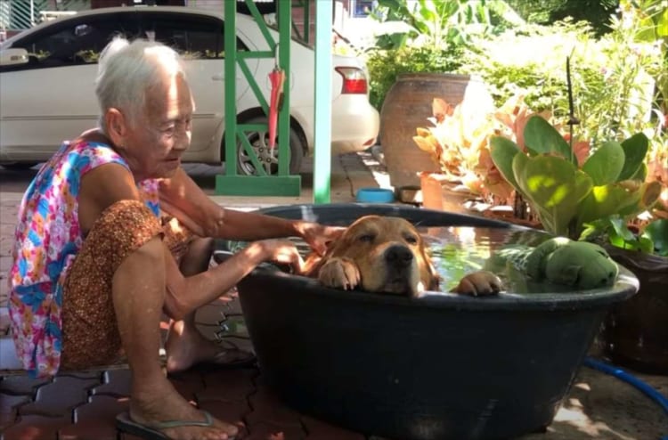 暑くて水風呂に浸かるワンコの姿が実に気持ちよさそう！ 飼い主との親密さがうかがえる雰囲気にほっこり