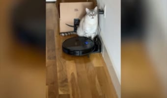 ルンバの後ろに佇むニャンコ。ルンバが始動すると、目にも留まらぬ凄まじいリアクションを!!