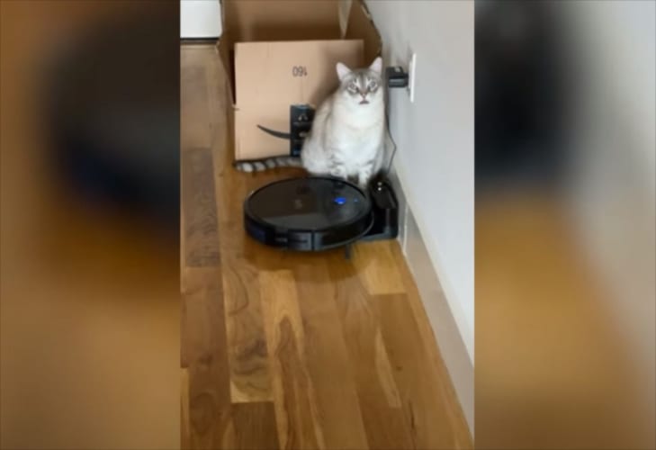 ルンバの後ろに佇むニャンコ。ルンバが始動すると、目にも留まらぬ凄まじいリアクションを！！