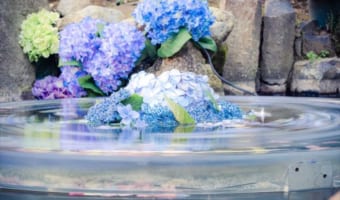 回る花弁に心を奪われた･･･紫陽花と水が織りなす幻想的な世界観を表現した写真に反響