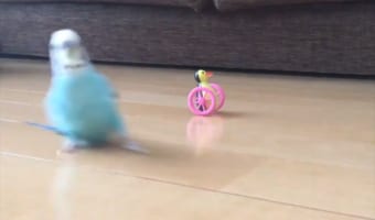 まるでヒーロー!颯爽と姿を見せたセキセイインコがカッコよすぎる!!