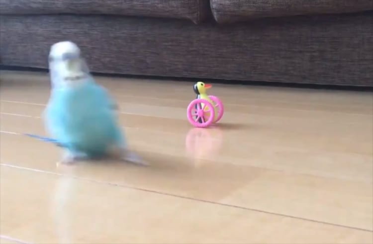 まるでヒーロー！颯爽と姿を見せたセキセイインコがカッコよすぎる！！
