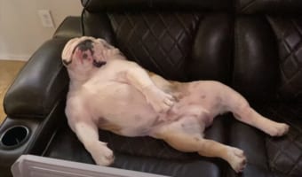 休日のオジさんかな？ソファにゴロンと寝転がってワンコ、口がもごもご動いているしそろそろ起きるかと思ったら・・・