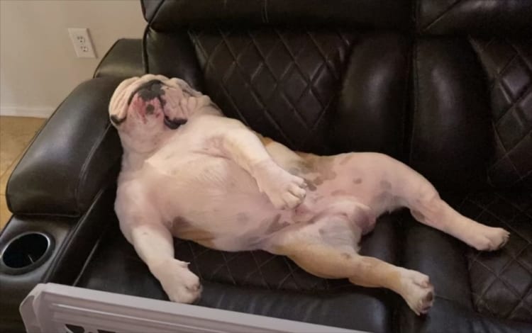 休日のオジさんかな？ソファにゴロンと寝転がってワンコ、口がもごもご動いているしそろそろ起きるかと思ったら・・・