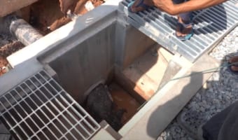 【難航する救出劇】水道管から出られなくなったオオトカゲを助けようと人々が立ち上がった!