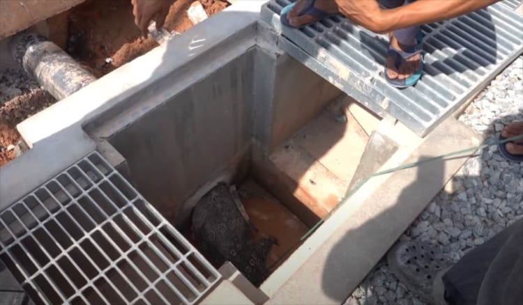 【難航する救出劇】水道管から出られなくなったオオトカゲを助けようと人々が立ち上がった！