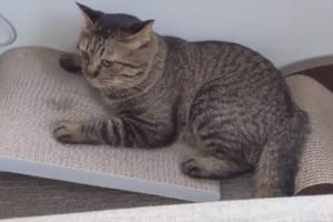 爪とぎに失敗するニャンコ！倒れても、しがみついているのがとってもかわいい！！