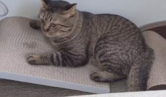 爪とぎに失敗するニャンコ!倒れても、しがみついているのがとってもかわいい!!